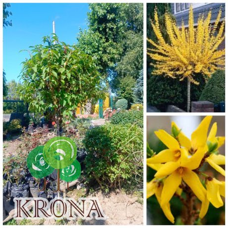 Саджанці купити Форзиція європейська на штамбі (Forsythia europaea) / Stam 100 см/ком