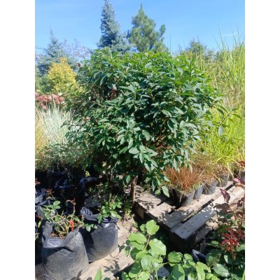Саджанці купити Форзиція європейська на штамбі  (Forsythia europaea)/Stam 50 см/ком