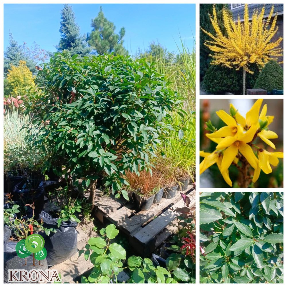 Саджанці купити Форзиція європейська на штамбі  (Forsythia europaea)/Stam 50 см/ком
