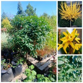 Форзиція європейська на штамбі  (Forsythia europaea)/Stam 50 см/ком
