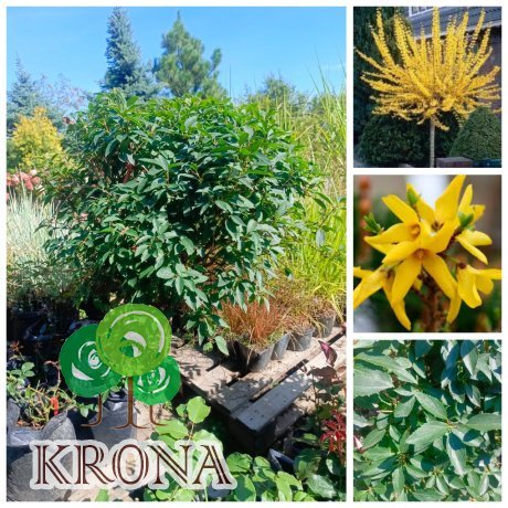 Саджанці купити Форзиція європейська на штамбі  (Forsythia europaea)/Stam 50 см/ком