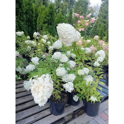 Саджанці купити Гортензія  волотиста "Меджикал Кіліманджаро"/ (Hydrangea paniculata) "Magical Kilimanjaro"/ контейнер С7.5 L