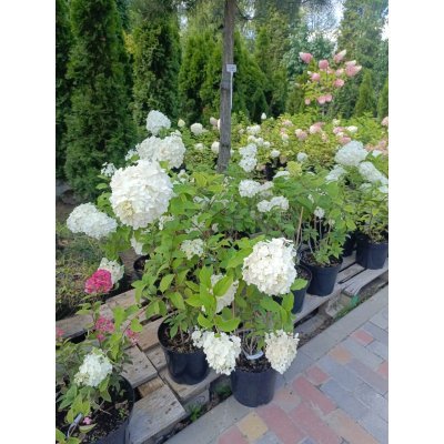 Саджанці купити Гортензія волотиста "Меджикал Мон Блан"/ (Hydrangea paniculata) "Magical Mont Blanc" / контейнер С7.5 L