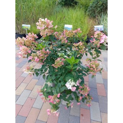 Саджанці купити Гортензія волотиста "ВІмс Ред" /(Hydrangea paniculata) "Wim's Red" / контейнер С 15L