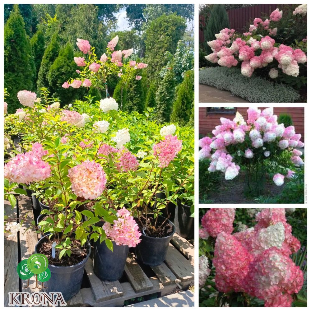 Саджанці купити Гортензія волотиста "Ваніла Фрайз"/ (Hydrangea paniculata) "Vanille-Freise" / контейнер С 7.5 L