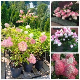 Гортензія волотиста "Ваніла Фрайз"/ (Hydrangea paniculata) "Vanille-Freise" / контейнер С 7.5 L