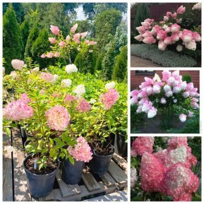 Гортензія волотиста "Ваніла Фрайз"/ (Hydrangea paniculata) "Vanille-Freise" / контейнер С 7.5 L