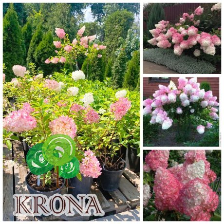 Саджанці купити Гортензія волотиста "Ваніла Фрайз"/ (Hydrangea paniculata) "Vanille-Freise" / контейнер С 7.5 L