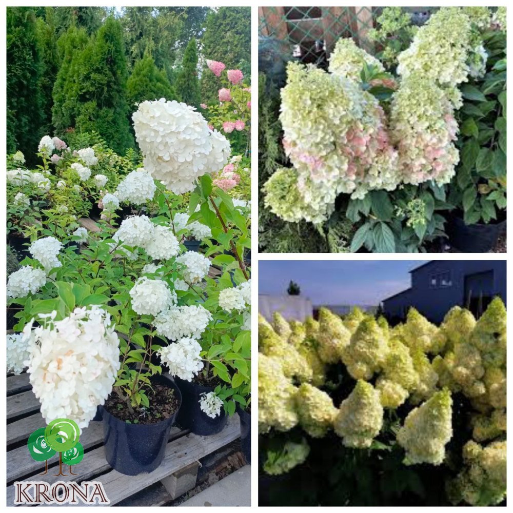 Саджанці купити Гортензія  волотиста "Меджикал Кіліманджаро"/ (Hydrangea paniculata) "Magical Kilimanjaro"/ контейнер С7.5 L