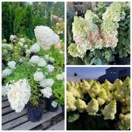 Гортензія  волотиста "Меджикал Кіліманджаро"/ (Hydrangea paniculata) "Magical Kilimanjaro"/ контейнер С7.5 L