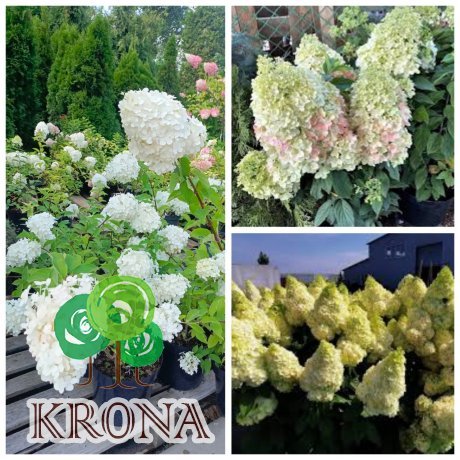 Саджанці купити Гортензія  волотиста "Меджикал Кіліманджаро"/ (Hydrangea paniculata) "Magical Kilimanjaro"/ контейнер С7.5 L