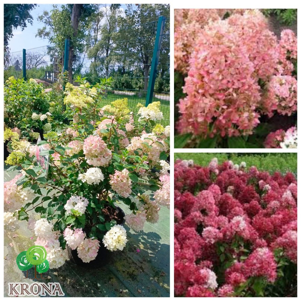 Саджанці купити Гортензія волотиста "Меджикал Андс" (Hydrangea paniculata) "Magical Andes"/ контейнер С25 L