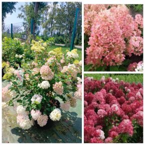 Гортензія волотиста "Меджикал Андс" (Hydrangea paniculata) "Magical Andes"/ контейнер С25 L