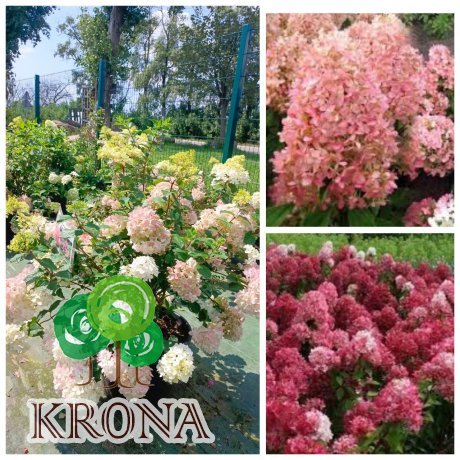 Саджанці купити Гортензія волотиста "Меджикал Андс" (Hydrangea paniculata) "Magical Andes"/ контейнер С25 L