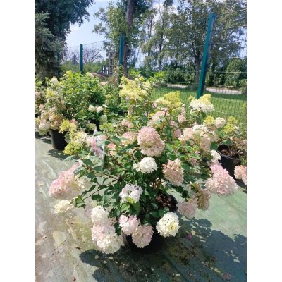 Саджанці купити Гортензія волотиста "Меджикал Андс" (Hydrangea paniculata) "Magical Andes"/ контейнер С25 L