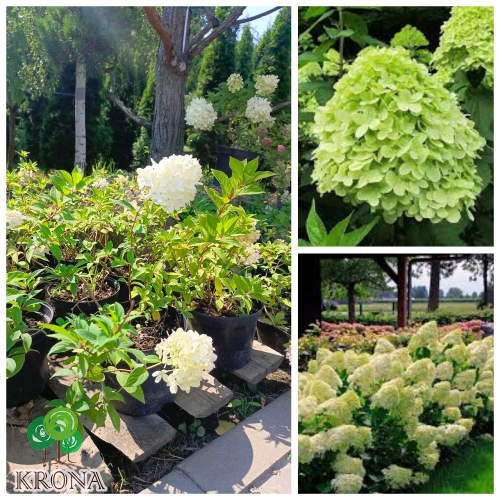 Саджанці купити Гортензія волотиста "Мохіто" /(Hydrangea paniculata) "Mojito" / контейнер С 5L