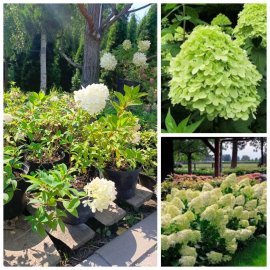 Гортензія волотиста "Мохіто" /(Hydrangea paniculata) "Mojito" / контейнер С 5L