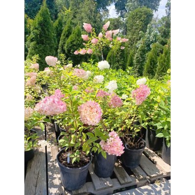 Саджанці купити Гортензія волотиста "Ваніла Фрайз"/ (Hydrangea paniculata) "Vanille-Freise" / контейнер С 7.5 L