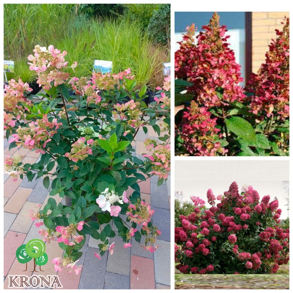 Саджанці купити Гортензія волотиста "ВІмс Ред" /(Hydrangea paniculata) "Wim's Red" / контейнер С 15L