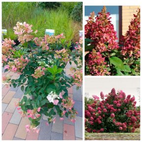 Гортензія волотиста "ВІмс Ред" /(Hydrangea paniculata) "Wim's Red" / контейнер С 15L