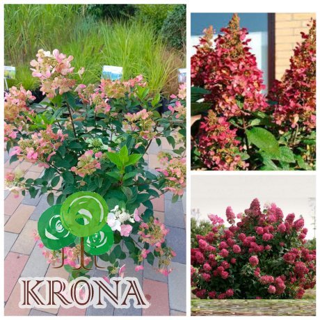 Саджанці купити Гортензія волотиста "ВІмс Ред" /(Hydrangea paniculata) "Wim's Red" / контейнер С 15L