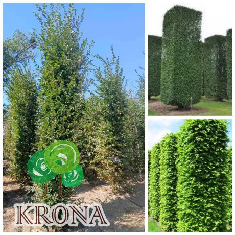 Саджанці купити Граб звичайний "колона /Н 400-450 см/НО 25-30 см/ком