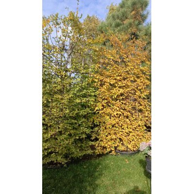 Саджанці купити Граб звичайний (Carpinus betulus) шпалера / Н 350*250 см / контейнер 160 L