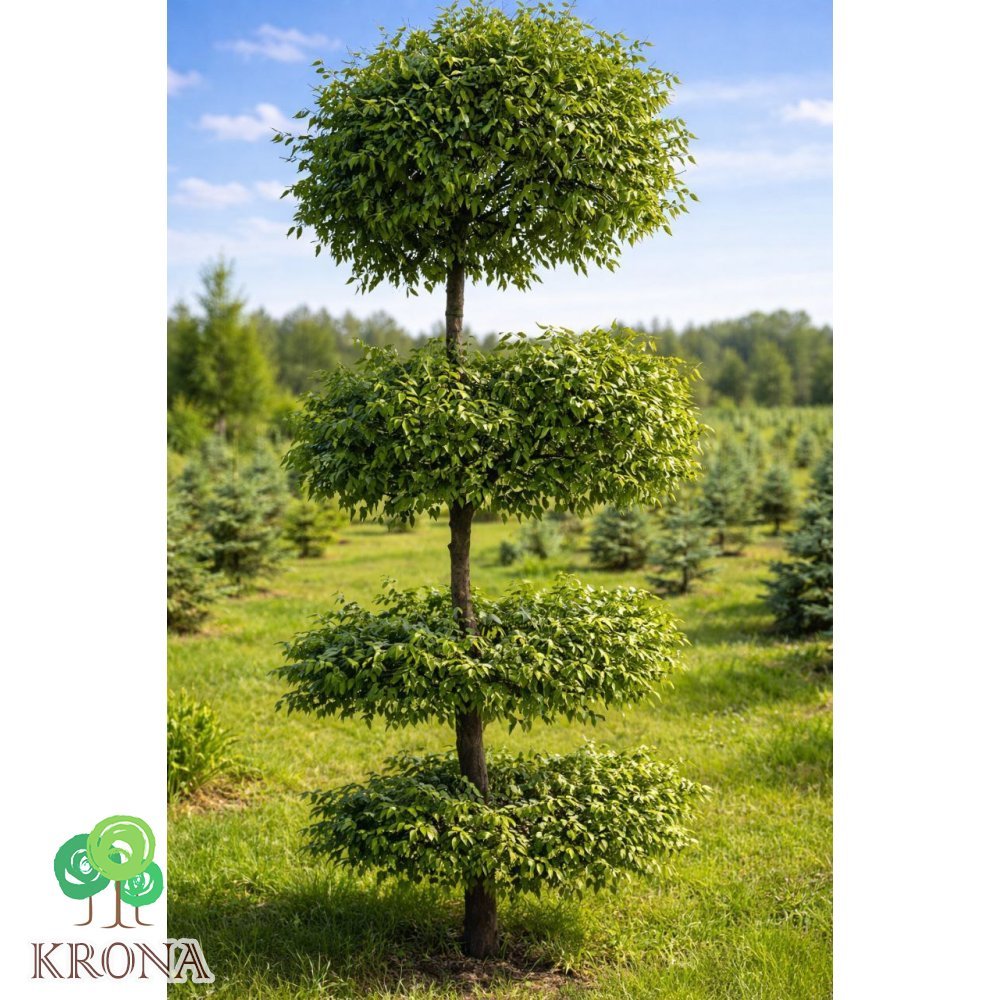 Саджанці купити Граб формований ТОПІАР  (Carpinus betulus) /Н 350-400 см/НО20-25 см/ком