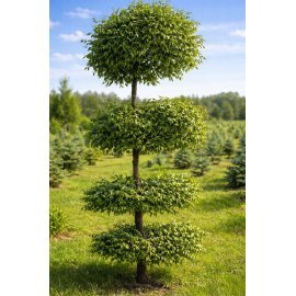 Граб формований ТОПІАР  (Carpinus betulus) /Н 350-400 см/НО20-25 см/ком