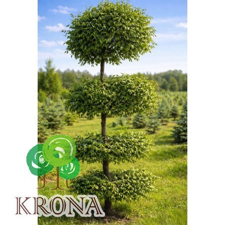 Саджанці купити Граб формований ТОПІАР  (Carpinus betulus) /Н 350-400 см/НО20-25 см/ком