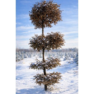 Саджанці купити Граб формований ТОПІАР  (Carpinus betulus) /Н 350-400 см/НО20-25 см/ком