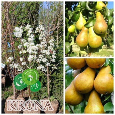 Саджанці купити Груша "Бере Боск" /6 років / ком 