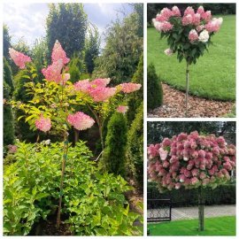 Гортензія волотиста "Ваніла Фрайз" штамб/ (Hydrangea paniculata) "Vanille-Freise" / Stam 90-120 см / контейнер С5 L
