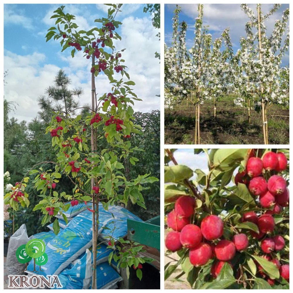 Саджанці купити Яблуня декоративна (Malus) "Dolgo"/H 210-250 см/контейнер С35 L