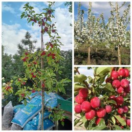 Яблуня декоративна (Malus) "Dolgo"/H 210-250 см/контейнер С35 L