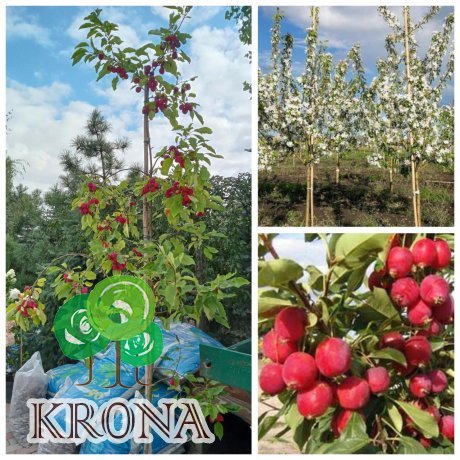 Саджанці купити Яблуня декоративна (Malus) "Dolgo"/H 210-250 см/контейнер С35 L