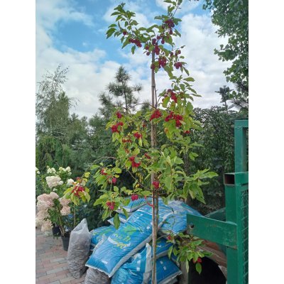 Саджанці купити Яблуня декоративна (Malus) "Dolgo"/H 210-250 см/контейнер С35 L