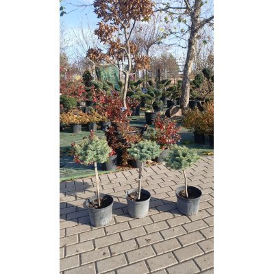 Саджанці купити Ялина колюча "Блю Кіссен" (Picea pungens) "Blaukissen" / Stam 30-50 см / контейнер С 5 L