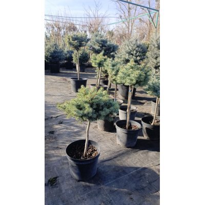 Саджанці купити Ялина колюча "Блю Кіссен" (Picea pungens) "Blaukissen" / Stam 30-50 см / контейнер С 5 L