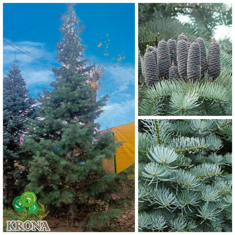 Саджанці купити Ялиця одноколірна (Abies concolor) /H 600+ см/ ком