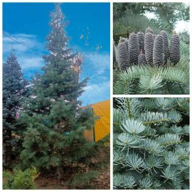 Ялиця одноколірна (Abies concolor) /H 600+ см/ ком