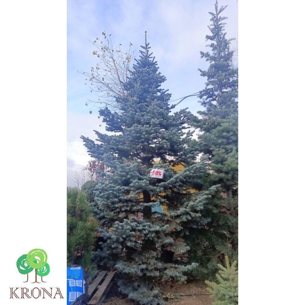 Саджанці купити Ялиця  субальпійська Аргентеа (Abies lasiocarpa )'Argentea'/Н 500 см+ / ком