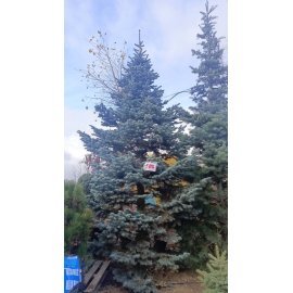 Ялиця  субальпійська Аргентеа (Abies lasiocarpa )'Argentea'/Н 500 см+ / ком