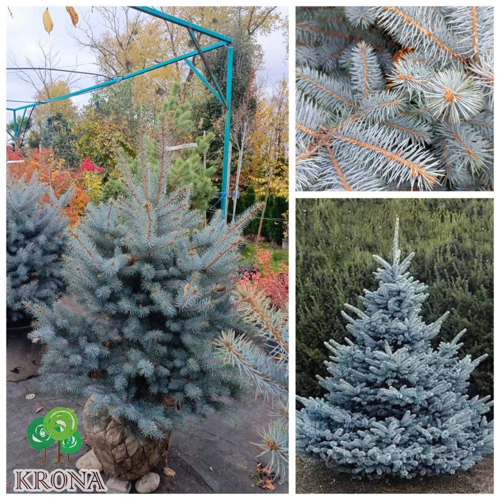 Саджанці купити Ялина колюча  "Блю Даймонд"/(Picea pungens) "Blue Diamant" /H 110-130 см / контейнер С65 L