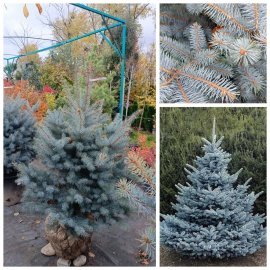 Ялина колюча  "Блю Даймонд"/(Picea pungens) "Blue Diamant" /H 110-130 см / контейнер С65 L