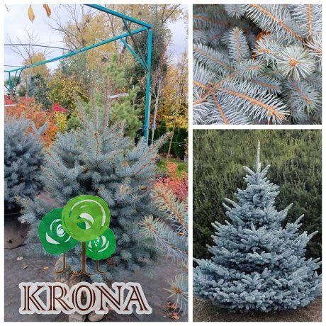 Саджанці купити Ялина колюча  "Блю Даймонд"/(Picea pungens) "Blue Diamant" /H 110-130 см / контейнер С65 L