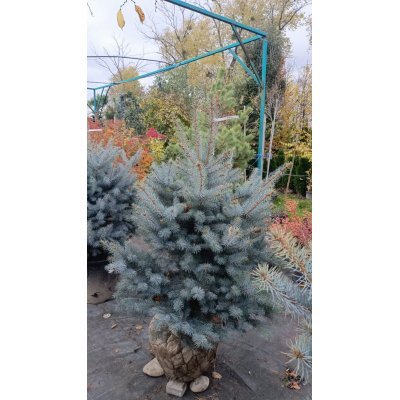 Саджанці купити Ялина колюча  "Блю Даймонд"/(Picea pungens) "Blue Diamant" /H 110-130 см / контейнер С65 L