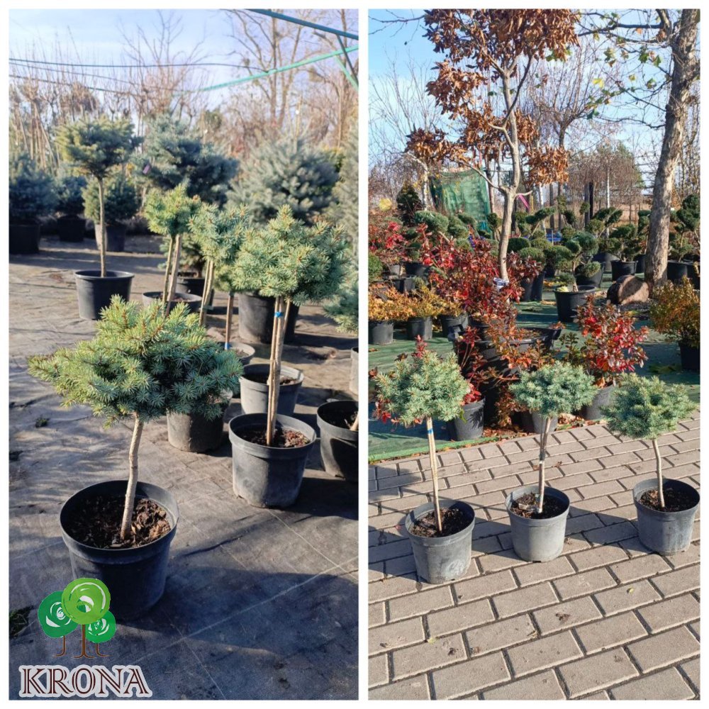 Саджанці купити Ялина колюча "Блю Кіссен" (Picea pungens) "Blaukissen" / Stam 30-50 см / контейнер С 5 L