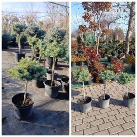 Ялина колюча "Блю Кіссен" (Picea pungens) "Blaukissen" / Stam 30-50 см / контейнер С 5 L Ялина колюча "Блю Кіссен" (Picea pungens) "Blaukissen" / Stam 30-50 см / контейнер С 5 L