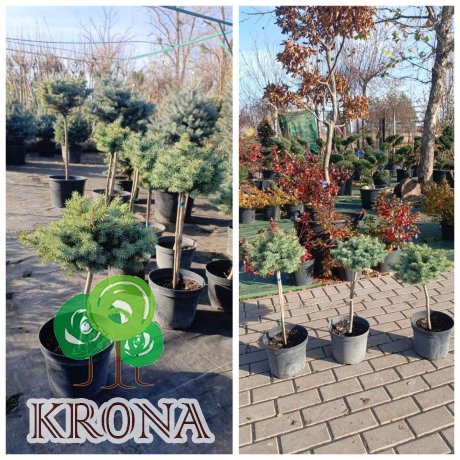 Саджанці купити Ялина колюча "Блю Кіссен" (Picea pungens) "Blaukissen" / Stam 30-50 см / контейнер С 5 L